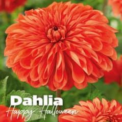 DAHLIA HAPPY HALLOWEEN