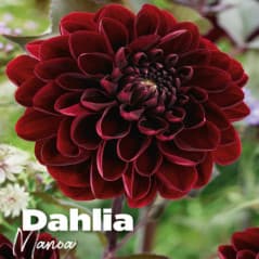 DAHLIA MANOA