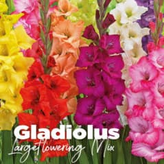 GLADIOLUS LARGEFLOWERING MIX