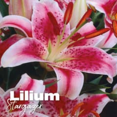 LILIUM STARGAZER