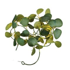 BOTANICA GUIRLANDE SOLAIRE EUCALYPTUS
