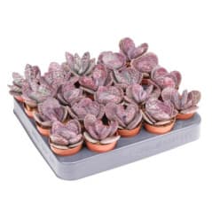 KALANCHOE POT 5,5CM H8-10