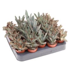 KALANCHOE POT 5,5CM H8-10