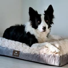 HUND MATELAS POUR CHIEN 85X60CM