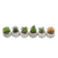 FLOURISH MINI SUCCULENTE