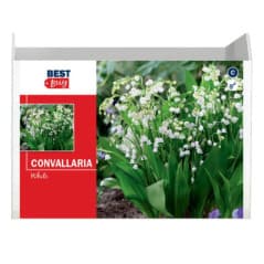 BU CONVALLARIA BLANC