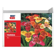 BULBES TRIGIDIA MIX