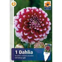 BULBES DAHLIA EDINBURGH