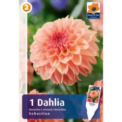 BULBES DAHLIA SEBASTIAN