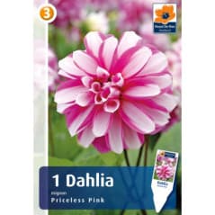 BULBES DAHLIA PRINCELESS PINK